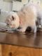Exotic Shorthair Cats for sale in Cross Plains, TN, USA. price: $1,250