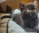 Exotic Shorthair Cats for sale in Muscle Shoals, AL 35662, USA. price: $650
