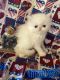 Exotic Shorthair Cats for sale in Altoona, PA, USA. price: NA
