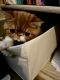 Exotic Shorthair Cats for sale in Daytona Beach, FL, USA. price: $1,000