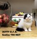 Exotic Shorthair Cats for sale in California City, CA, USA. price: $1,600