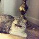 Exotic Shorthair Cats for sale in California City, CA, USA. price: $700