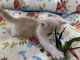 Exotic Shorthair Cats for sale in Alexandria, LA, USA. price: $1,200