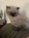 Exotic Shorthair Cats for sale in New York, NY 10019, USA. price: NA