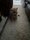 Exotic Shorthair Cats for sale in Plymouth, MN, USA. price: $2,700