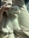 Exotic Shorthair Cats for sale in Azusa, CA, USA. price: NA