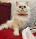Exotic Shorthair Cats for sale in New York, NY 10019, USA. price: $1,800