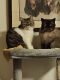 Exotic Shorthair Cats for sale in Elkton, MD 21921, USA. price: $450