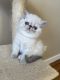 Exotic Shorthair Cats for sale in New Haven, Connecticut. price: $550
