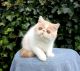 Exotic Shorthair Cats for sale in Williamsburg, Virginia. price: $800