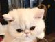 Exotic Shorthair Cats for sale in Louisville, Kentucky. price: $500