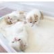 Exotic Shorthair Cats for sale in Albuquerque, New Mexico. price: NA