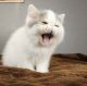 Exotic Shorthair Cats for sale in Charleston, West Virginia. price: NA