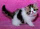 Exotic Shorthair Cats for sale in South Lake Tahoe, CA 96150, USA. price: NA