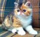 Exotic Shorthair Cats for sale in New Haven, CT, USA. price: NA