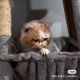 Exotic Shorthair Cats for sale in Staten Island, New York. price: $1,300
