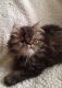 Exotic Shorthair Cats for sale in Murfreesboro, TN, USA. price: NA