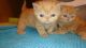 Exotic Shorthair Cats for sale in Bellmore, IN 47872, USA. price: $390