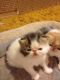 Exotic Shorthair Cats for sale in Denver, CO, USA. price: NA