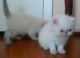 Exotic Shorthair Cats for sale in Scottdale, PA 15683, USA. price: NA