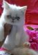 Exotic Shorthair Cats for sale in Lakeland, MN 55043, USA. price: $1,000