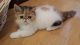 Exotic Shorthair Cats for sale in Albertville, AL, USA. price: $550