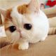 Exotic Shorthair Cats for sale in Berkeley, CA, USA. price: NA