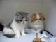Exotic Shorthair Cats for sale in Evansville, WY, USA. price: NA