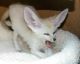 Exotic Shorthair Cats for sale in Jackson, MS, USA. price: NA