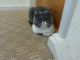 Exotic Shorthair Cats for sale in Indianapolis, IN, USA. price: NA