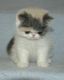 Exotic Shorthair Cats for sale in Fairhope, AL 36532, USA. price: $400