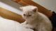 Exotic Shorthair Cats for sale in Jersey City, NJ, USA. price: NA