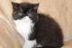 Exotic Shorthair Cats for sale in Salem, OR, USA. price: $1,000