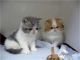 Exotic Shorthair Cats for sale in Carlsbad, CA, USA. price: NA
