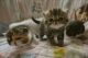 Exotic Shorthair Cats for sale in Georgetown, GA, USA. price: NA