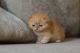 Exotic Shorthair Cats for sale in Santa Clarita, CA, USA. price: $900