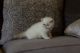 Exotic Shorthair Cats for sale in Los Angeles, CA, USA. price: NA