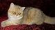 Exotic Shorthair Cats for sale in Birmingham, AL, USA. price: NA
