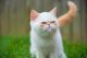 Exotic Shorthair Cats for sale in Huntsville, AL, USA. price: $300