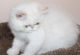 Exotic Shorthair Cats for sale in Los Angeles, CA, USA. price: $950