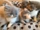 Exotic Shorthair Cats for sale in Los Angeles, CA, USA. price: NA