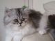 Exotic Shorthair Cats for sale in Los Angeles, CA, USA. price: $300