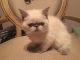 Exotic Shorthair Cats for sale in Bentonville, AR, USA. price: NA
