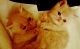 Exotic Shorthair Cats for sale in Bordentown Township, NJ, USA. price: NA