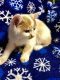 Exotic Shorthair Cats for sale in East Earl, PA 17519, USA. price: $200