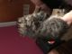 Exotic Shorthair Cats for sale in Bastrop, LA 71220, USA. price: NA