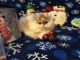 Exotic Shorthair Cats for sale in Bastrop, LA 71220, USA. price: NA