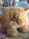 Exotic Shorthair Cats for sale in San Antonio, TX, USA. price: NA