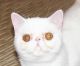 Exotic Shorthair Cats for sale in Miami Beach, FL, USA. price: NA