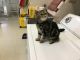 Exotic Shorthair Cats for sale in Tipp City, OH, USA. price: $1,000